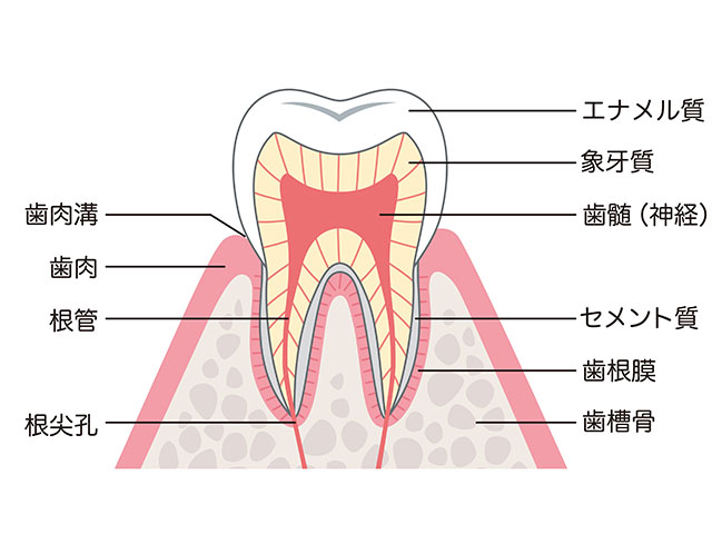歯質が弱い